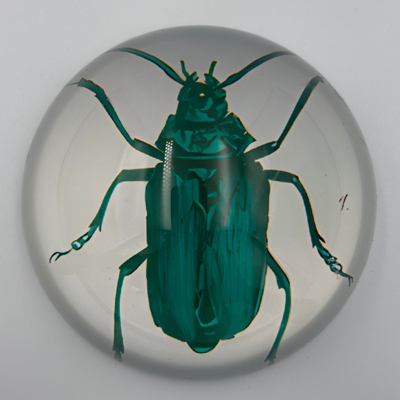 Paperweight Beetle Longhorn