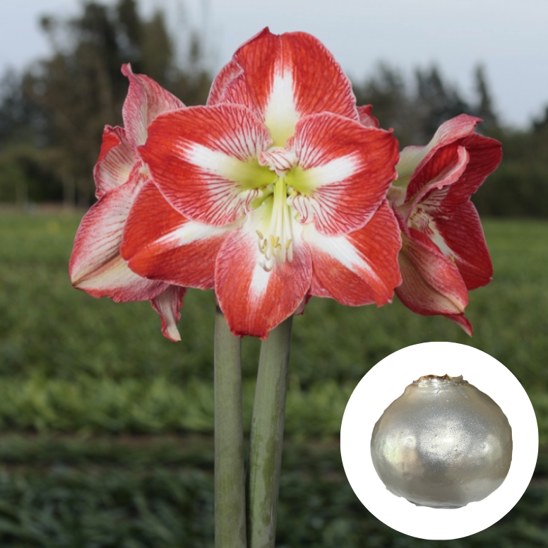 Holiday25 Amaryllis Bulb