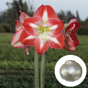 Holiday25 Amaryllis Bulb