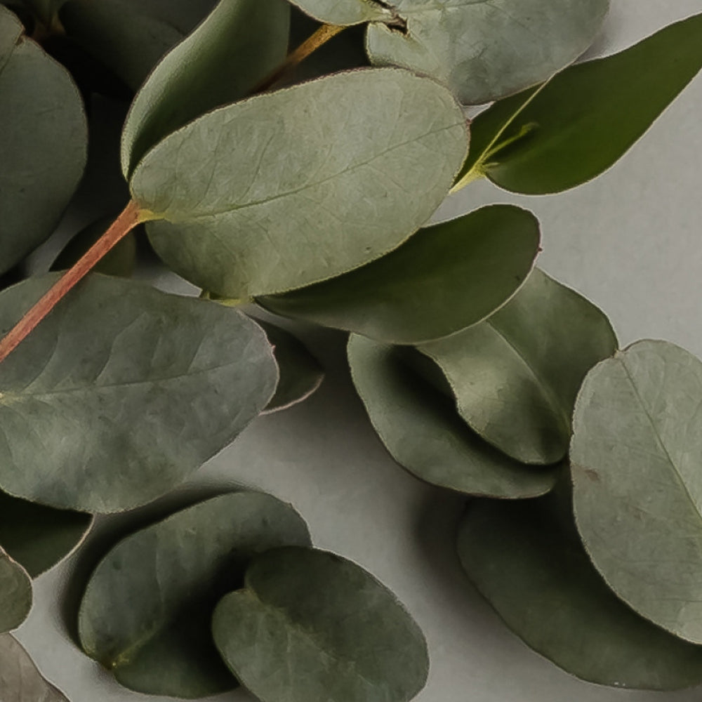 Photograph of silver dollar eucalyptus leaves resting on a neutral grey surface featuring dusty sage-green circular foliage with delicate visible veins and slender reddish-brown stems
