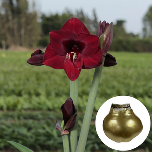 Holiday25 Amaryllis Bulb