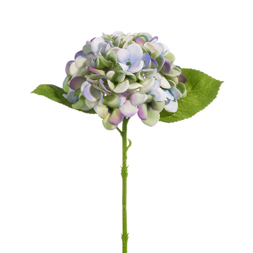 Purple Hydrangea Stem