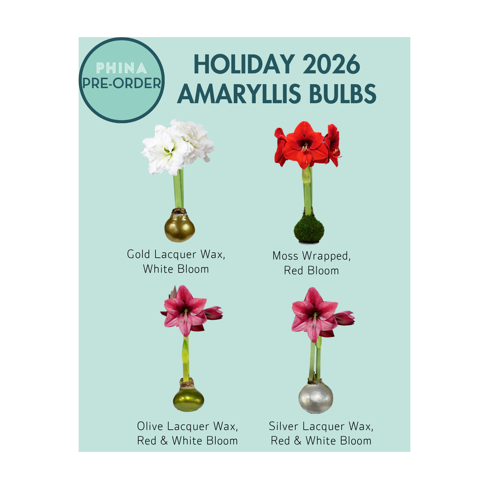 PRE-ORDER Holiday26 Amaryllis Bulb