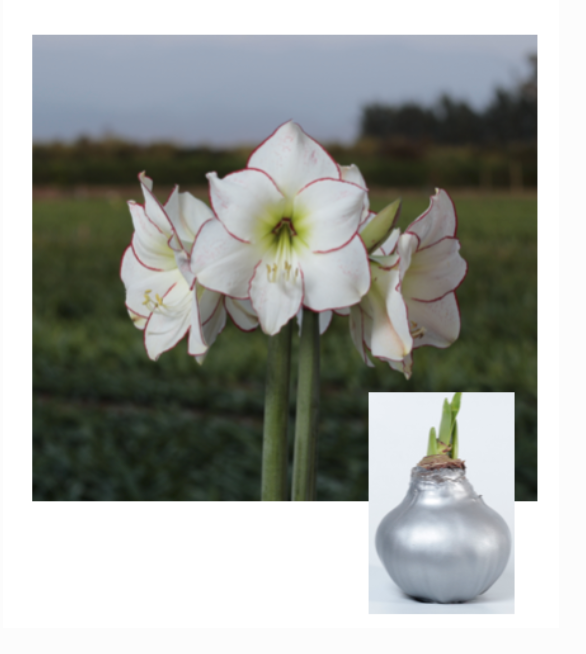 Holiday Amaryllis Bulb