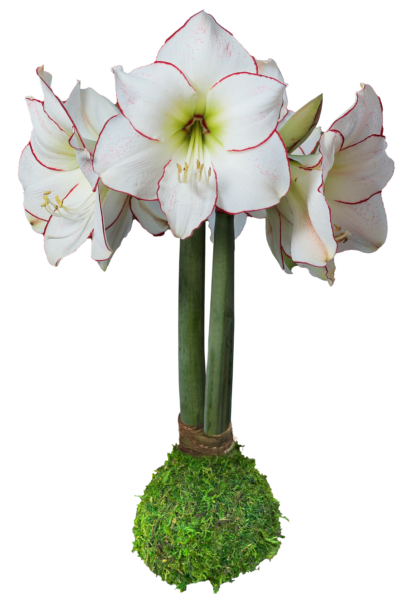 Spring Amaryllis Moss Bulb White Bloom with Red Edges