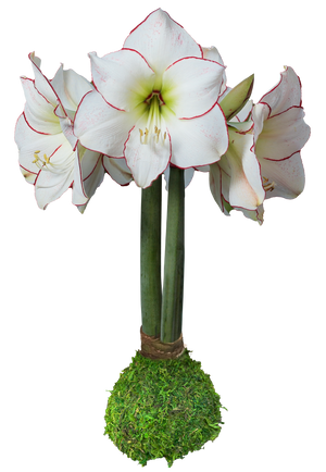 Spring Amaryllis Moss Bulb White Bloom with Red Edges