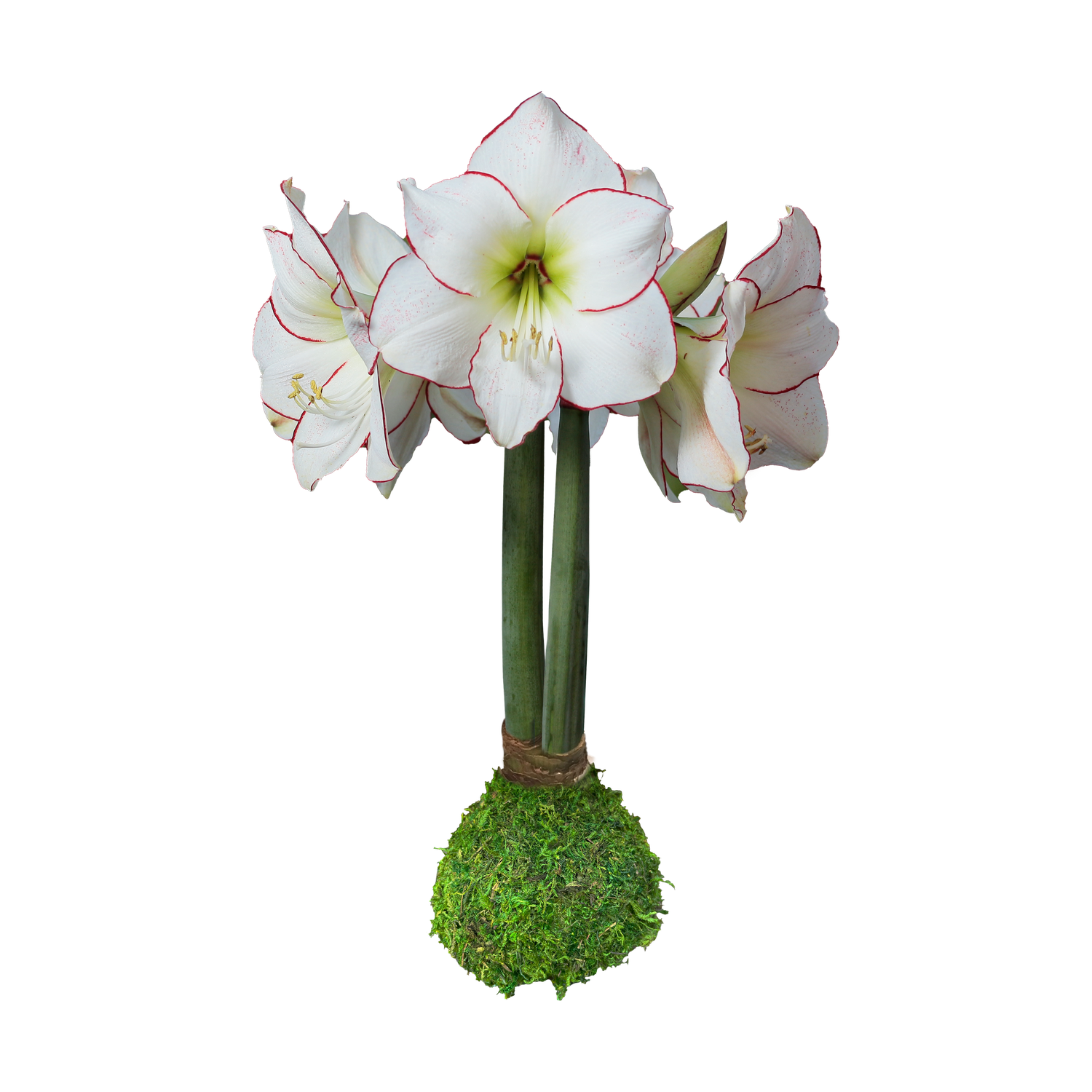 Amaryllis Moss Bulb White Bloom with Red Edges Spring 2026