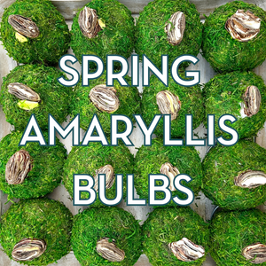 Spring Amaryllis Moss Bulb White Bloom with Red Edges