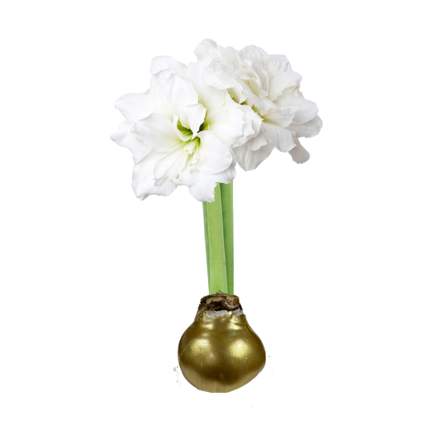 PRE-ORDER Holiday26 Amaryllis Bulb