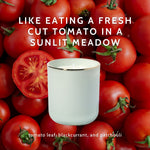 White candle in a glass jar centered over a background of fresh red tomatoes