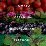 Four horizontal panels showing tomato, geranium, blackcurrant, and patchouli with text labels