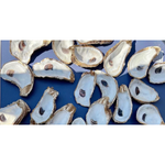 Natural oyster shells featuring gleaming white nacre interiors and rustic gold-painted edges scattered on a vibrant royal blue surface, each revealing a distinct dark adductor muscle scar