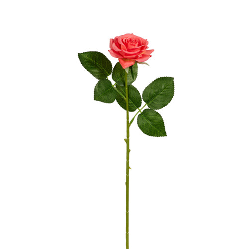 Orange Rose Stem