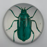 Clear resin paperweight featuring a vibrant teal beetle with prominent antennae segmented legs with small claws and a subtle number one marking on the right