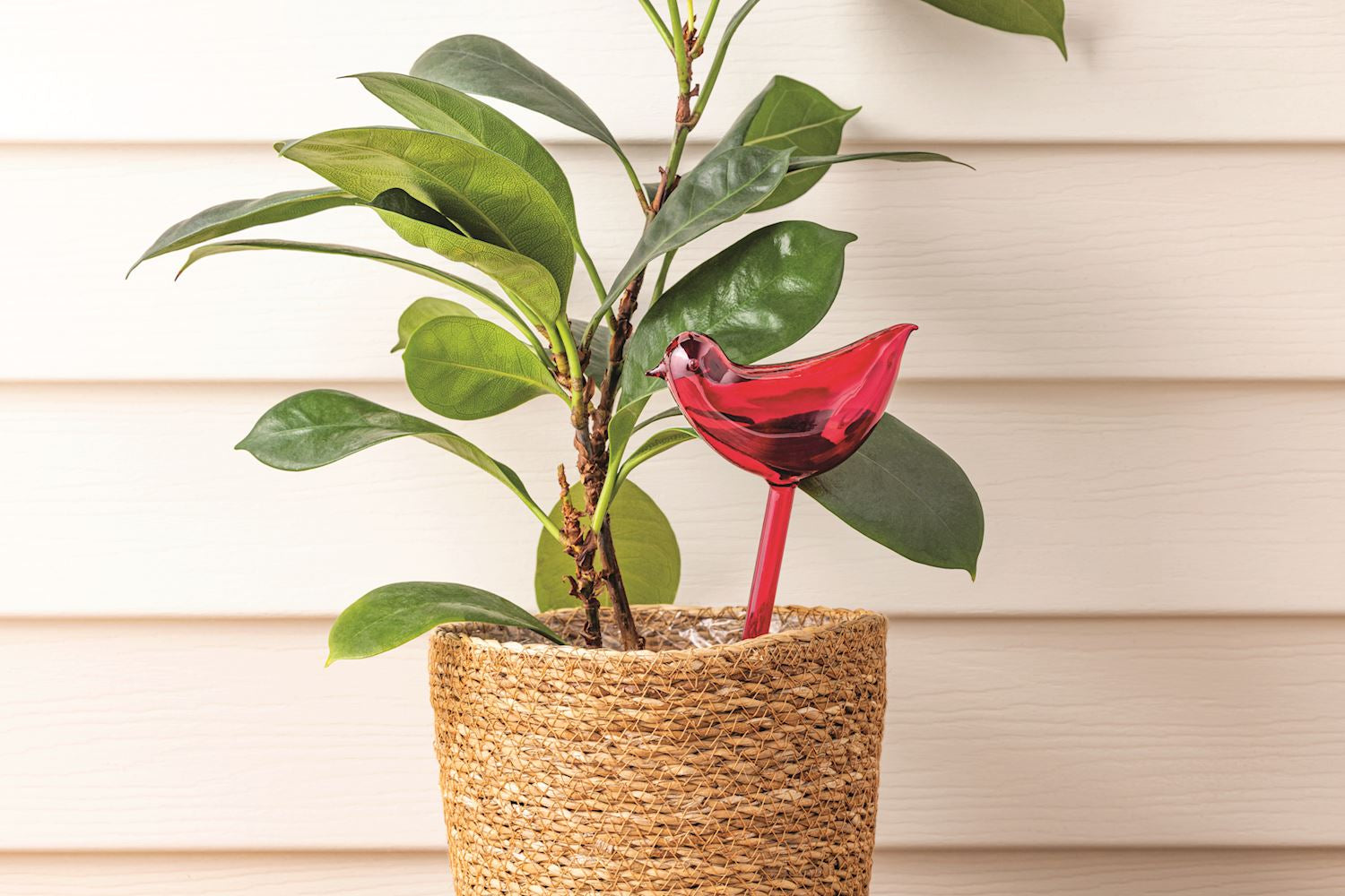 Plant Water Stakes