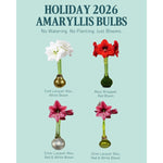 Holiday 2026 Amaryllis Bulbs: four wax-dipped and moss-wrapped bulbs with white, red and pink blooms