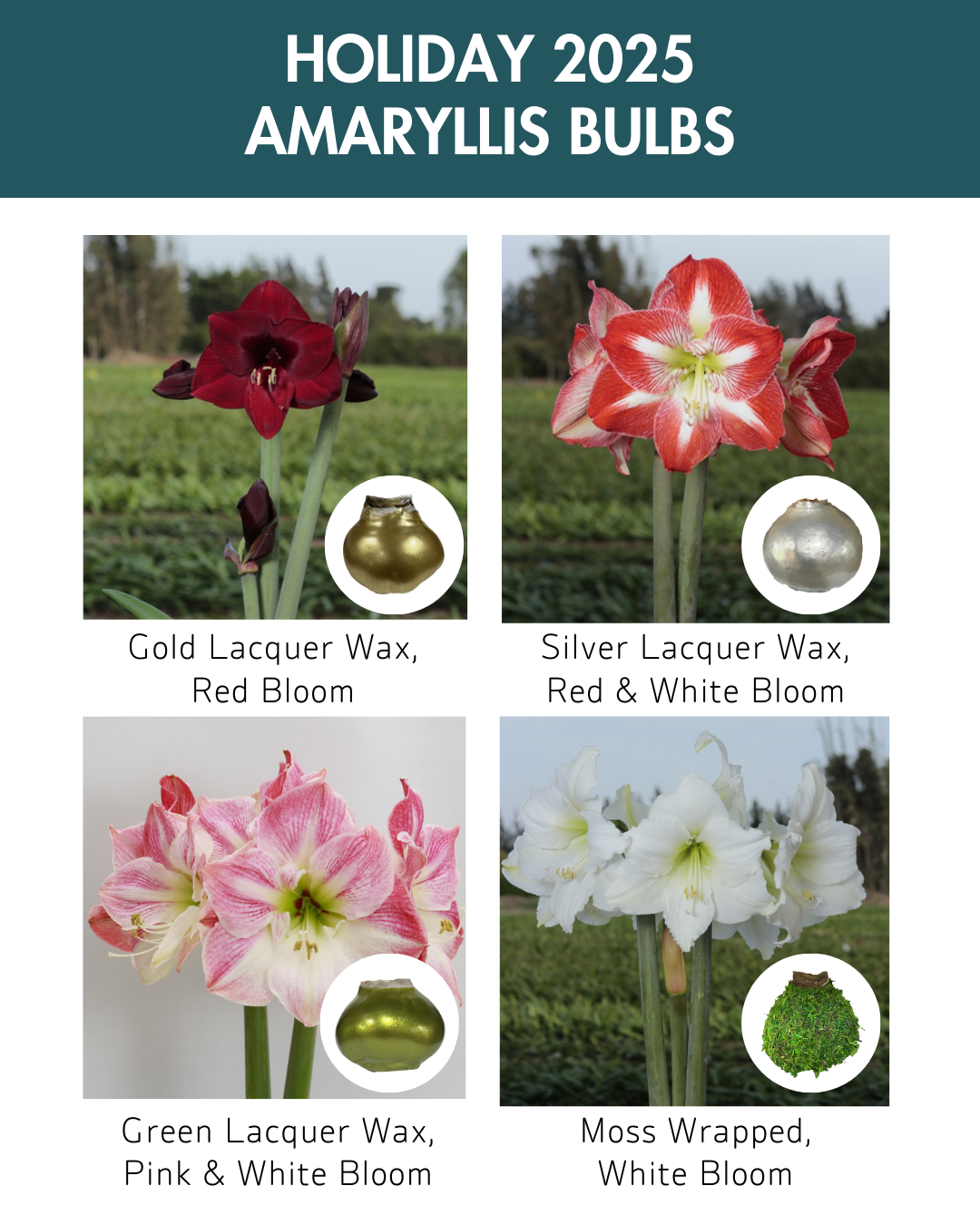 Holiday25 Amaryllis Bulb