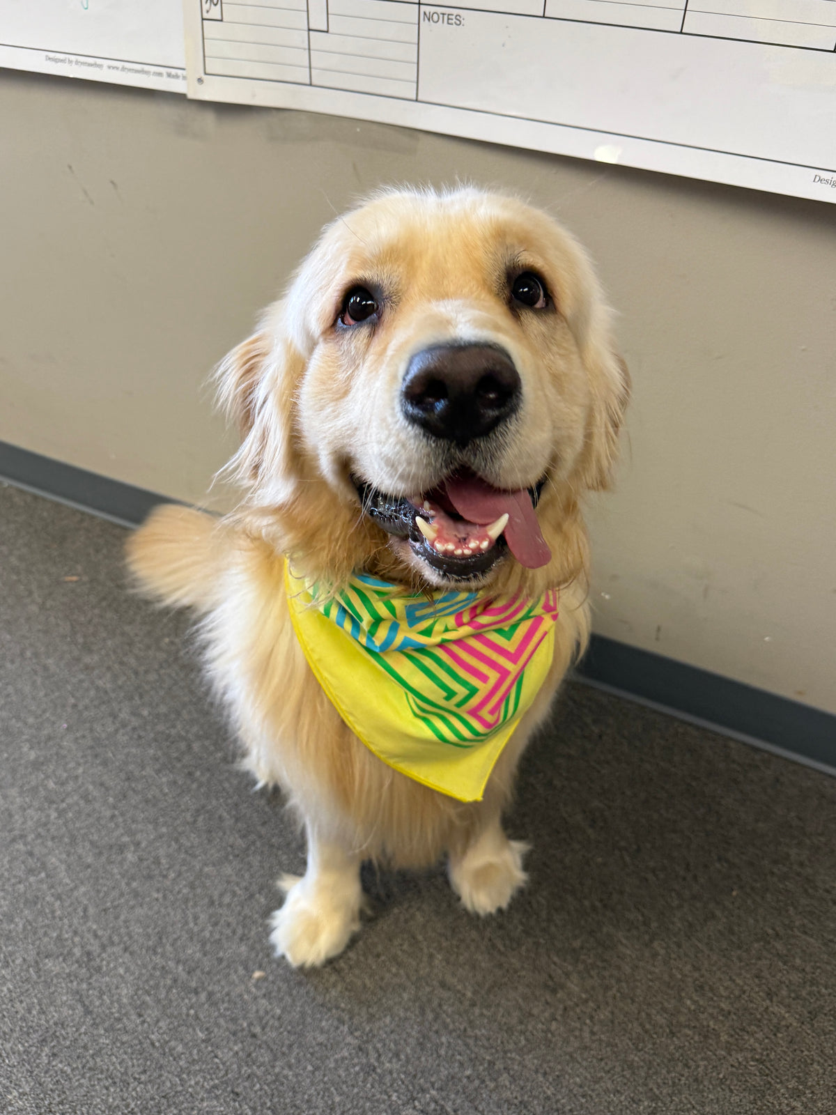 FEST Bandana (FINAL SALE)