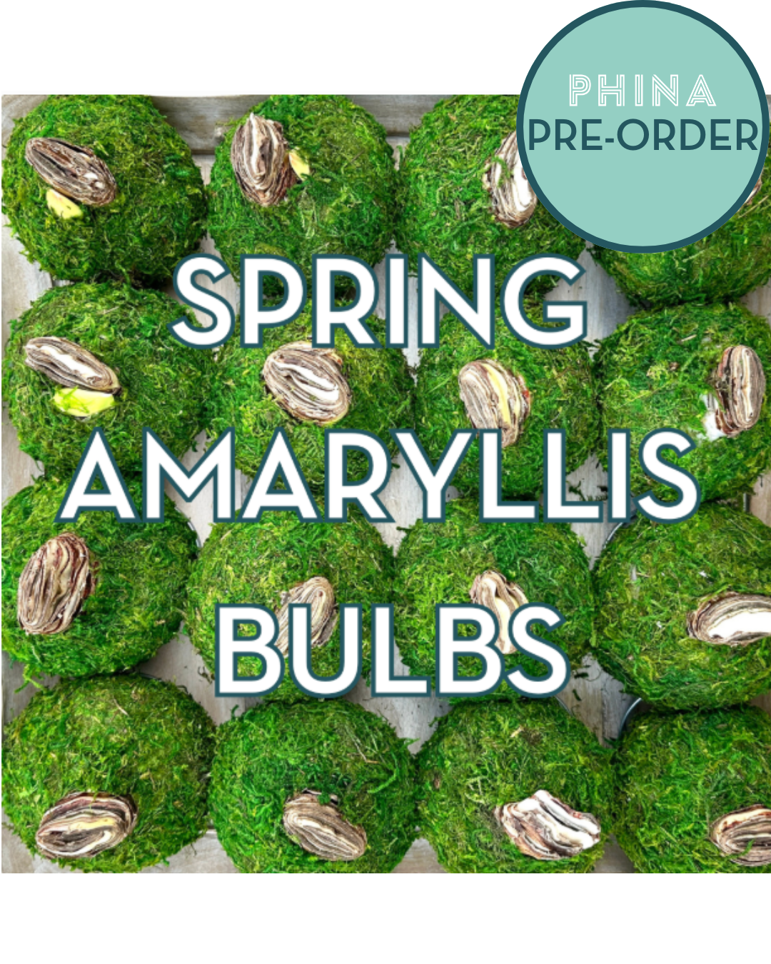 PRE ORDER Amaryllis Moss Bulb White Bloom with Red Edges Spring 2026