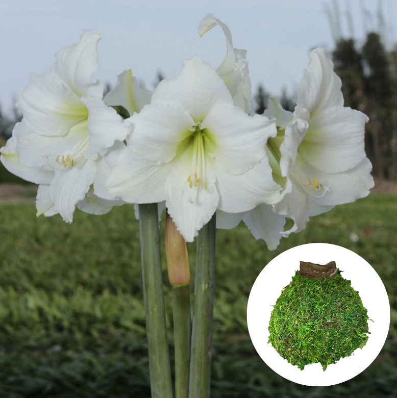 Holiday25 Amaryllis Bulb