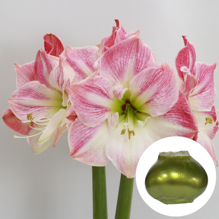 Holiday25 Amaryllis Bulb