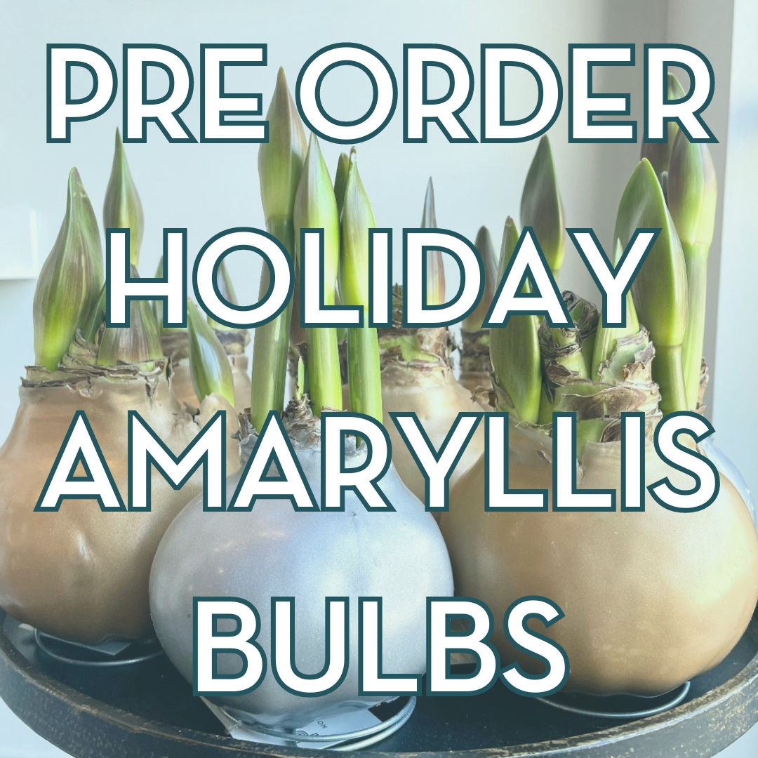 Holiday Amaryllis Bulb