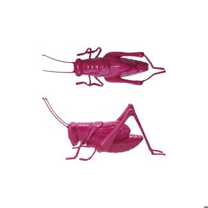 Pink Cricket