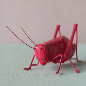 Pink Cricket
