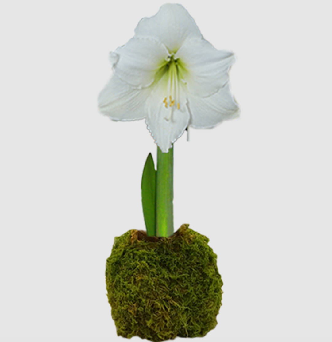 PRE ORDER 2023 Holiday Amaryllis